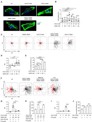 β-Arrestin1 and β-Arrestin2 Are Required to Support the Activity of the CXCL12/HMGB1 Heterocomplex on CXCR4